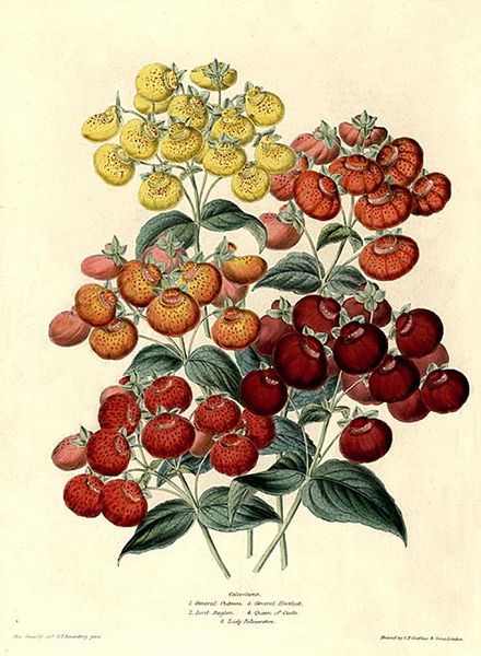 File:Charlotte-Caroline-Sowerby calceolaria bouquet.jpg