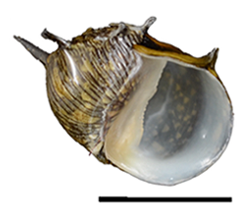 File:Clithon corona shell.png