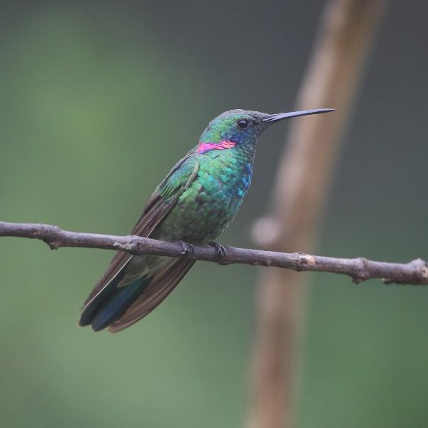 File:Colibri serrirostris-White-vented Violetear (Male).JPG