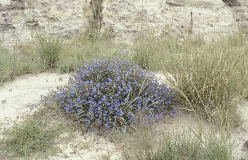 File:Commelina madagascarica.jpg