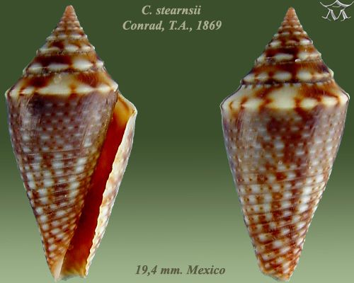 File:Conus stearnsii 5.jpg