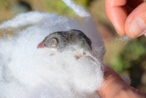 File:Crawford's gray shrew.jpg