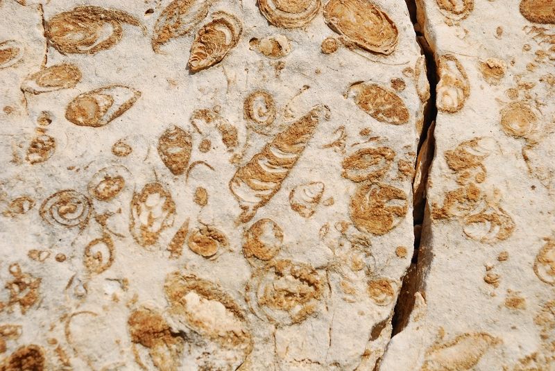 File:Cretaceous Gastropod Fossils Lebanon.jpg