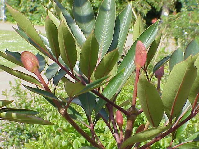 File:Cunonia capensis1.jpg