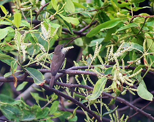 File:Flowers with Sykes's warbler I IMG 1880.jpg