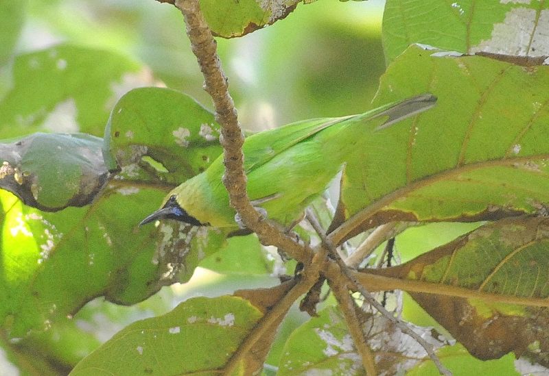 File:Goldmantled Chloropsis-Male (5).jpg