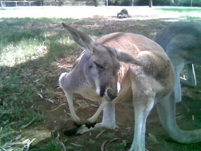 File:Kangaroo in Adelaide Zoo.jpg