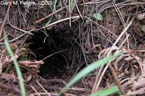 File:Mountain beaver burrow.jpg