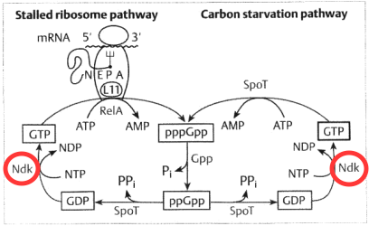 File:NDPK ppGpp Cycle.png