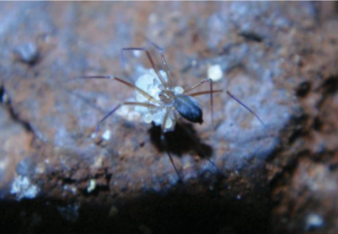 File:Ochyrocera varys with egg sac.jpg