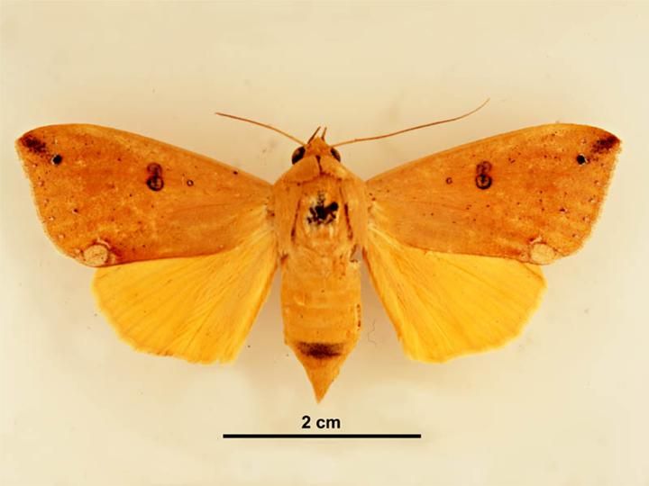 File:Ophiusa discriminans female dorsal.jpg