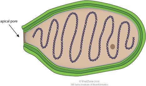 File:Pandoravirus virion.jpg