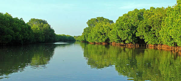 File:Pichavaram-Pno.png