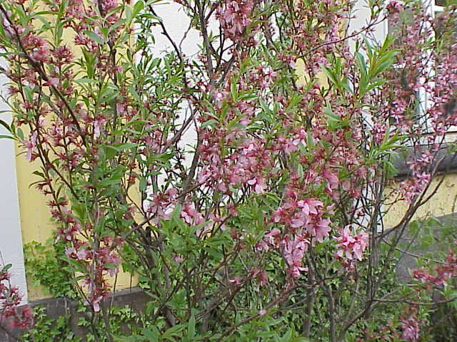 File:Prunus tenella1.jpg