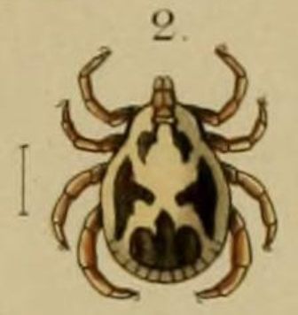 File:Rhipicephalus pulchellus Gerstacker 1873.jpg