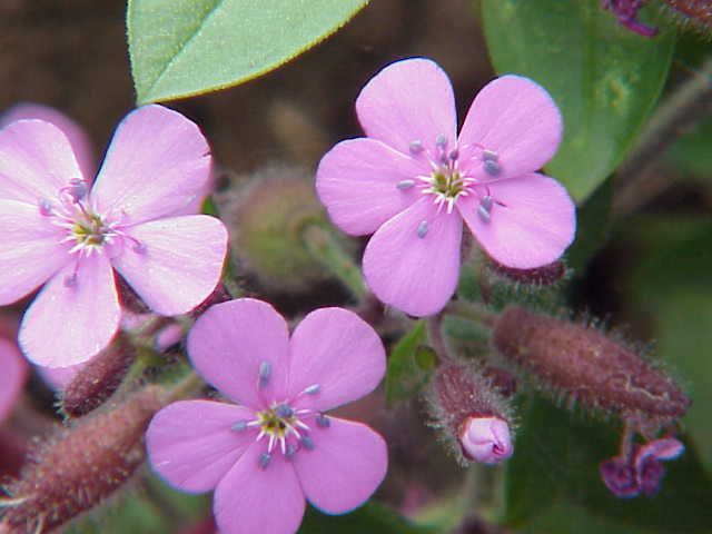 File:Saponaria ocymoides0.jpg