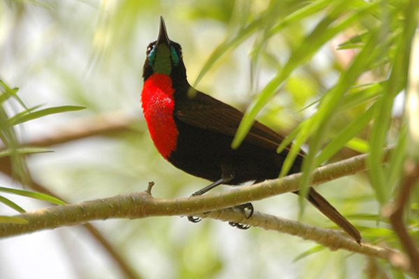 File:Scarlet chested sunbird.jpg