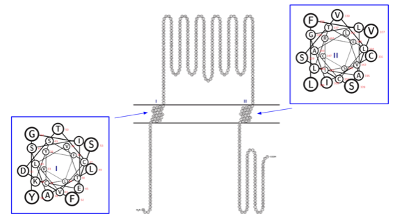 File:Structure of EVA1C in the Membrane.png