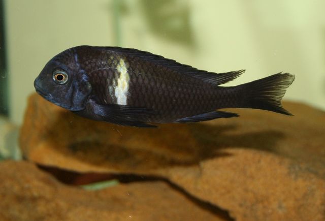 File:Tropheus duboisi.jpg