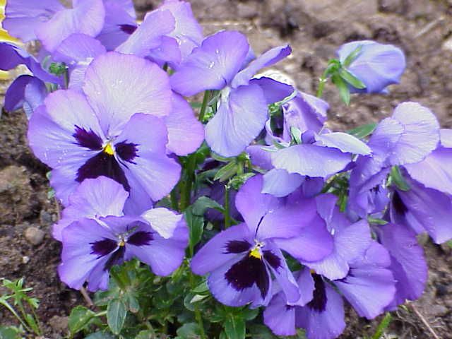 File:Viola tricolor11.jpg