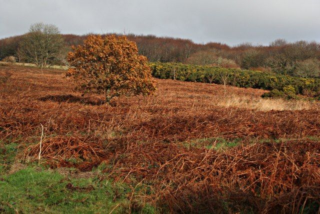 File:Viverdon Down - geograph.org.uk - 291842.jpg