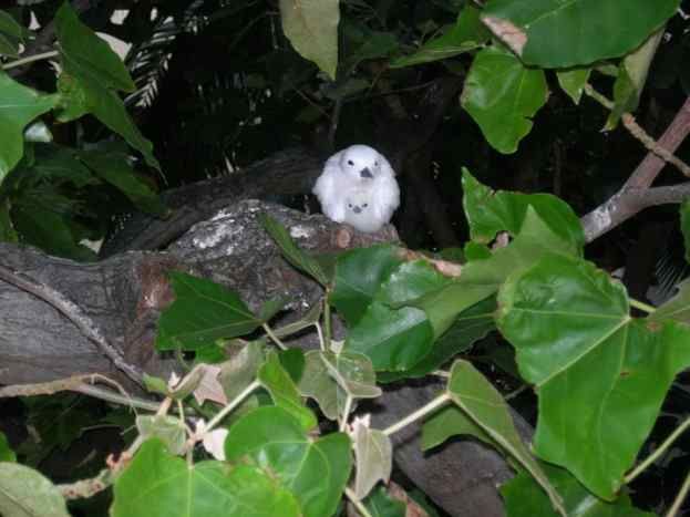 File:White Tern with chick.jpg