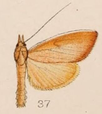 File:37-Calamochrous sarcalis Hampson 1908.JPG