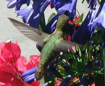 File:Anna's Hummingbird3.JPG