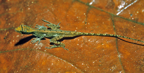 File:Anolis granuliceps.png