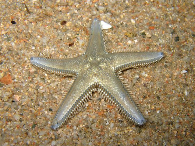 File:Astropecten platyacanthus Sardegna09 e cm09 5503.jpg