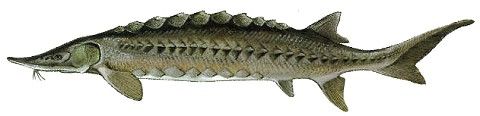 File:Atlantic sturgeon.jpg