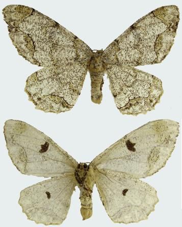 File:Biston suppressaria female upperside and underside.JPG