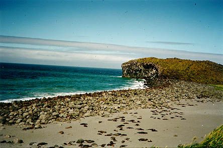 File:Bogoslof Island fur seal colony.jpg