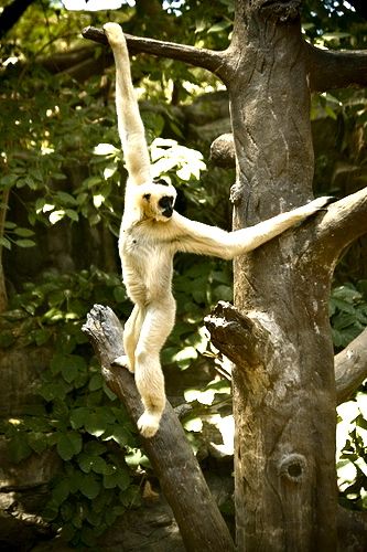 File:Brachiating Gibbon (Some rights reserved).jpg