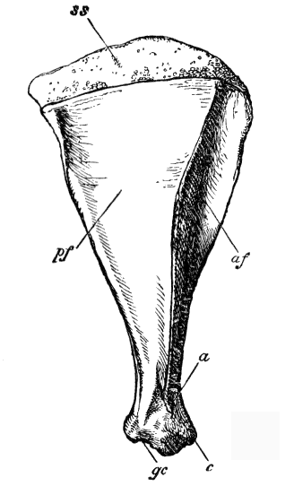 File:Cambridge Natural History Mammalia Fig 026.png