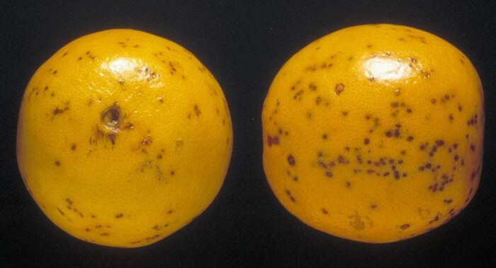 File:Citrus Black Spot on Valencia orange.jpg