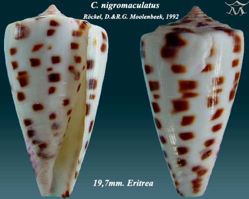 File:Conus nigromaculatus 1.jpg