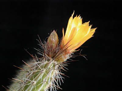 File:Corryocactus squarrosus1MT.jpg