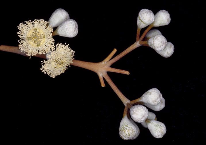 File:Eucalyptus gongylocarpa buds.jpg