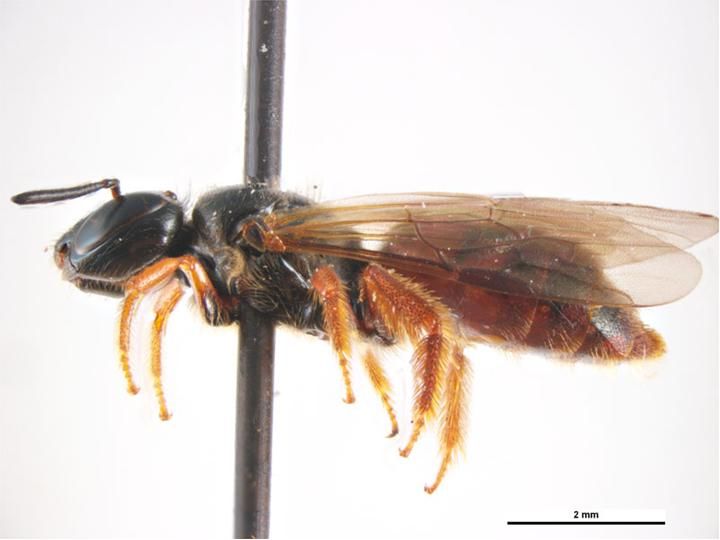 File:Exoneura robusta f.jpg