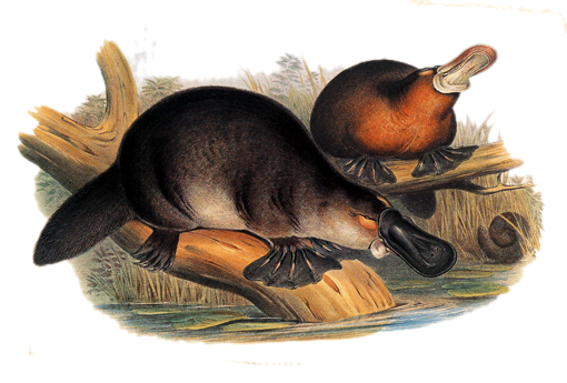 File:Gould John Duckbilled Platypus 1845-1863.png