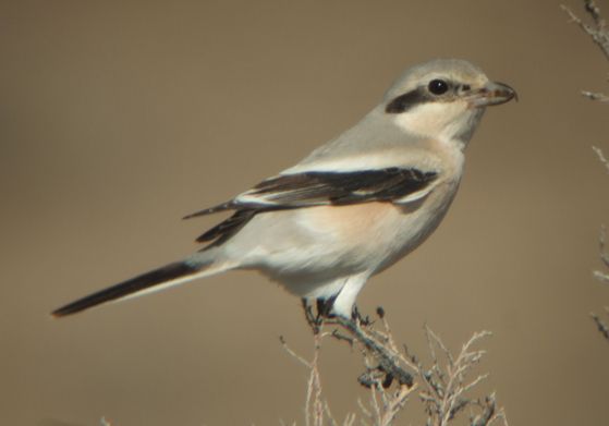 File:Lanius pallidirostris (cropped).jpg