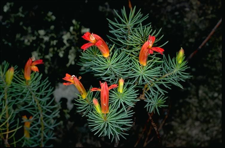 File:Lechenaultia superba.jpg