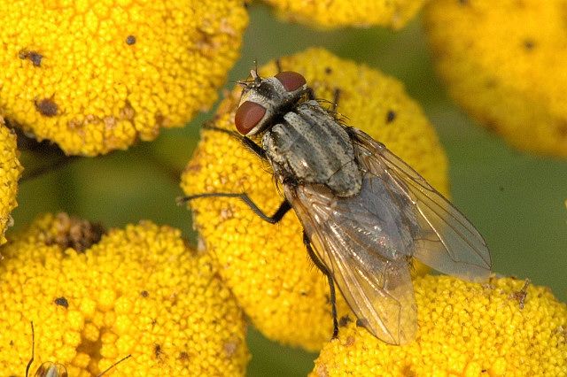 File:Musca.autumnalis.female.jpg