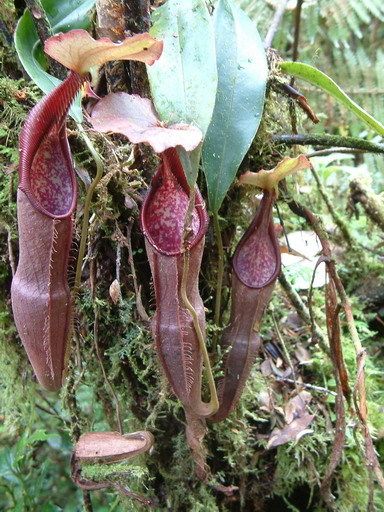 File:Nepenthes from Sumatra.jpg