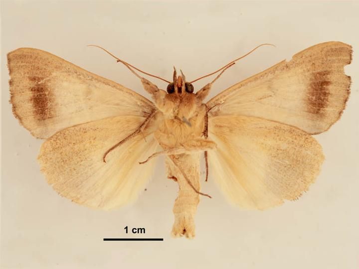 File:Ophiusa trapezium male ventral.jpg