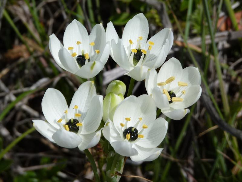 File:Ornithogalum arabicum 1 (Corse).JPG