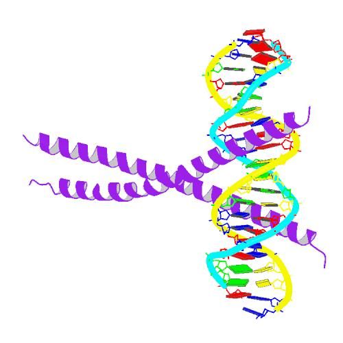 File:PBB Protein CEBPA image.jpg