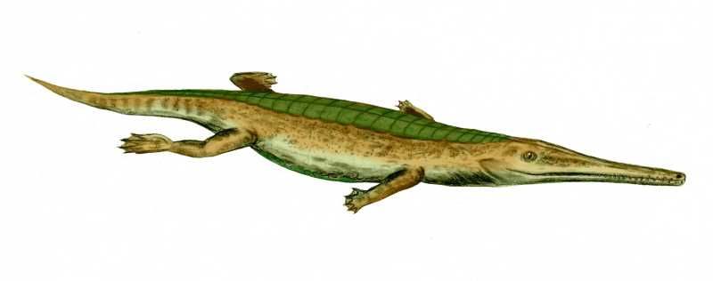 File:Pelagosaurus BW.jpg