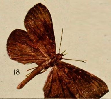 File:Pl.13-18-Deinypena morosa=Aburina morosa (Holland, 1920).JPG